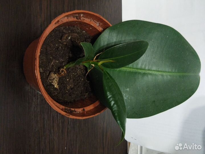 Фикус Кордилина