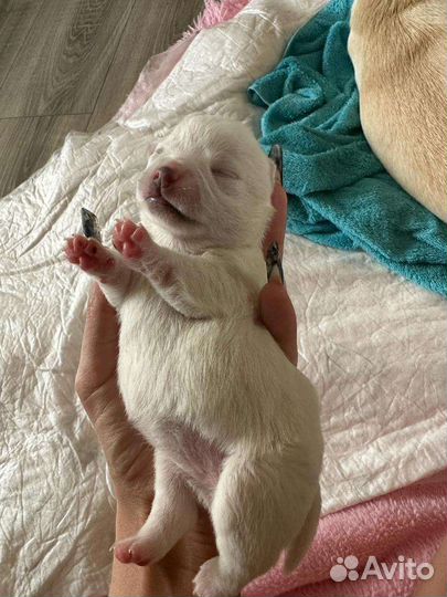 Щенки чихуахуа