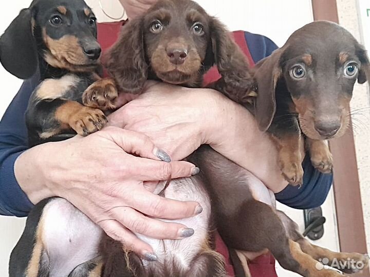 Щенки таксы