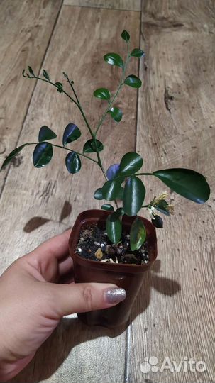 Растения в горшках