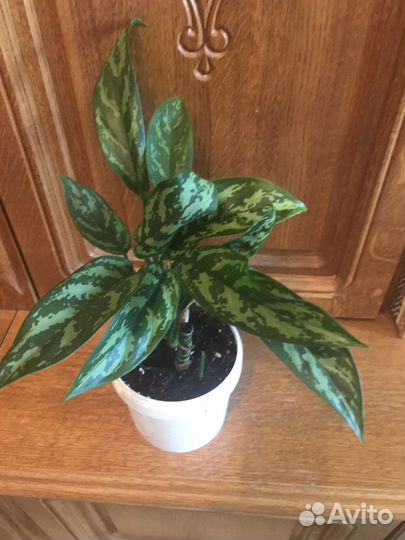 Аглаонемы,Хлорофитум кудрявый