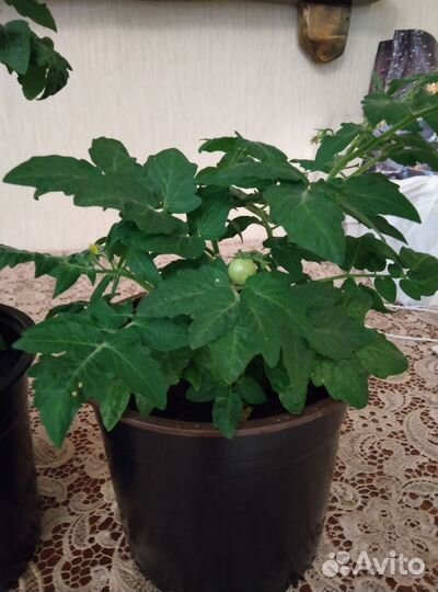 Пеларгония герань