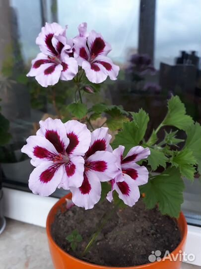 Герань (пеларгония) розовая, королевская, красная