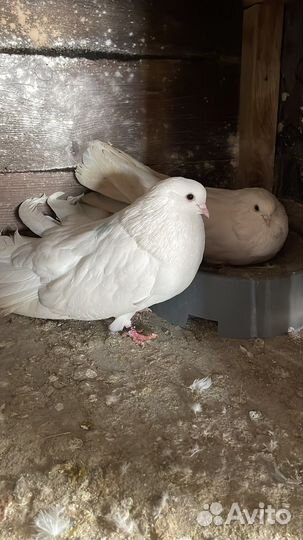 Николаевские голуби