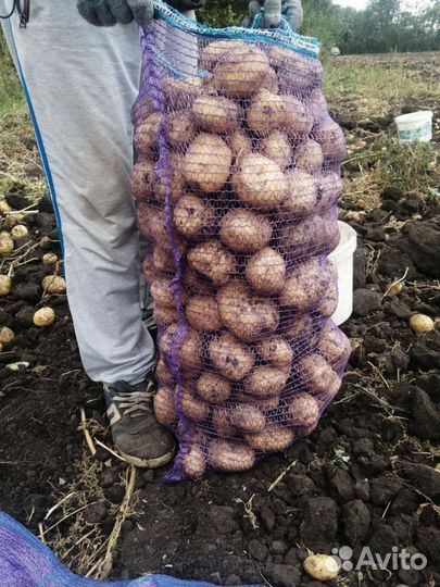 Картофель деревенский