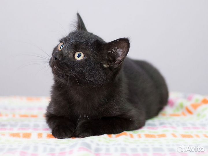 Миниатюрная кошечка Ксюша ищет дом