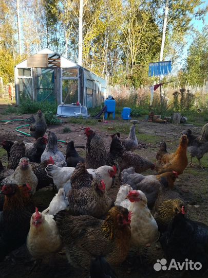 Куры несушки