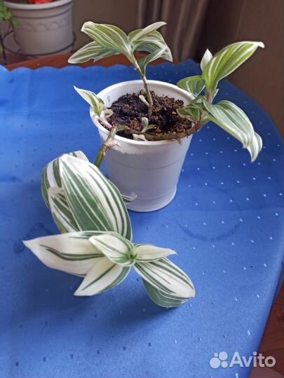 Традесканция фиолетовая