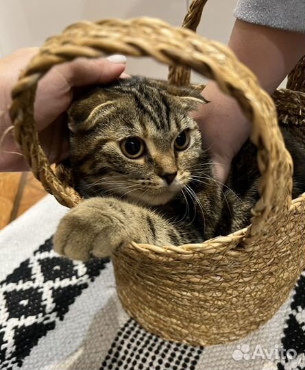 Кошка бесплатно в хорошие и добрые руки