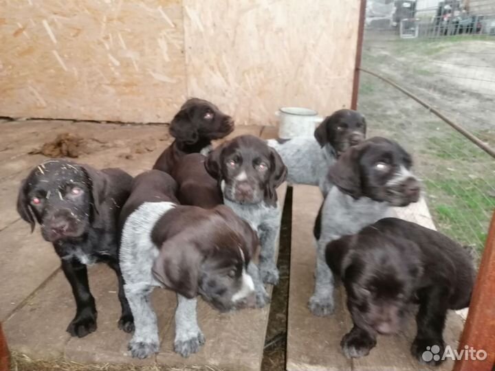Щенки дратхаара