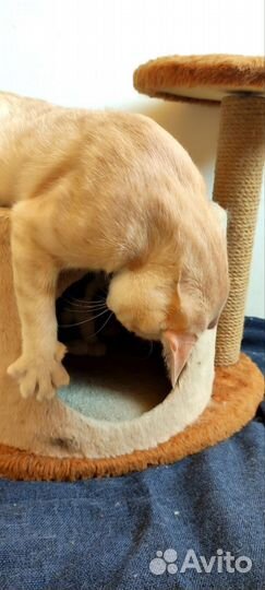 Общительный котик из приюта. доставка. кастрирован