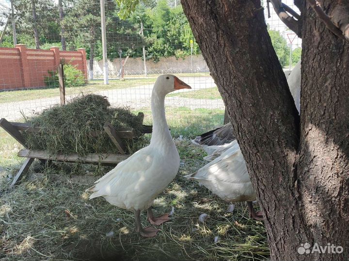 Гуси, Мясо Гуся, Петух