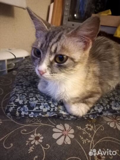 Кошки дворовые