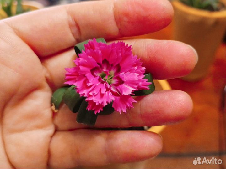 Черенки растений