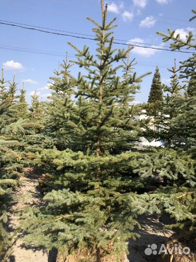 Ель голубая