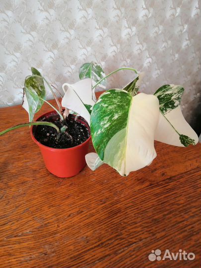 Монстера вариегатная альба