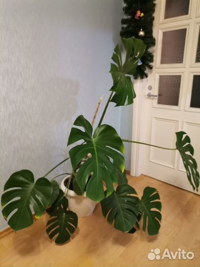 Продам Монстеру