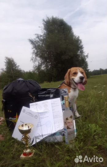 Кобель бигля для вязки