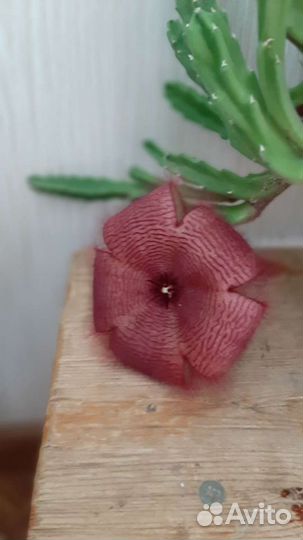 Стапелия, бальзамин махровый малиновый,розовый,тол