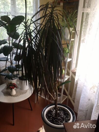 Комнатные цветы