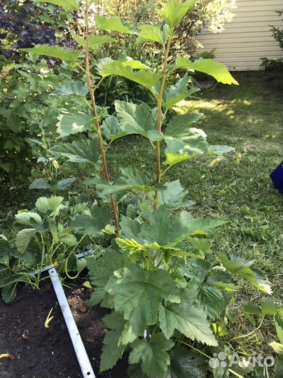 Пузыреплодник зеленый