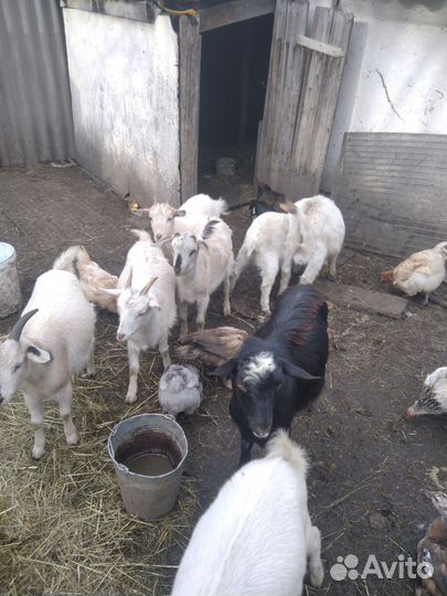 Козы, козлята