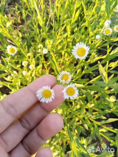 Ромашка для букета