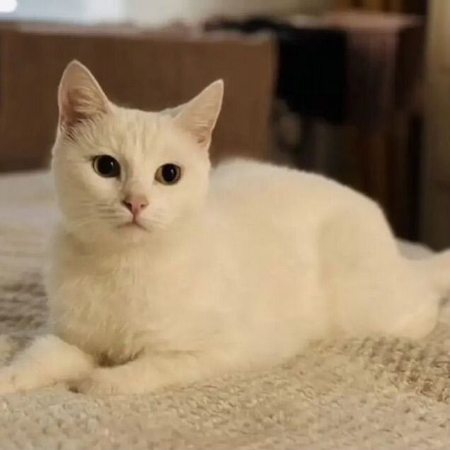Взрослая, кошка в добрые руки