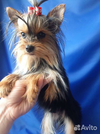 Мини мальчиЗайка