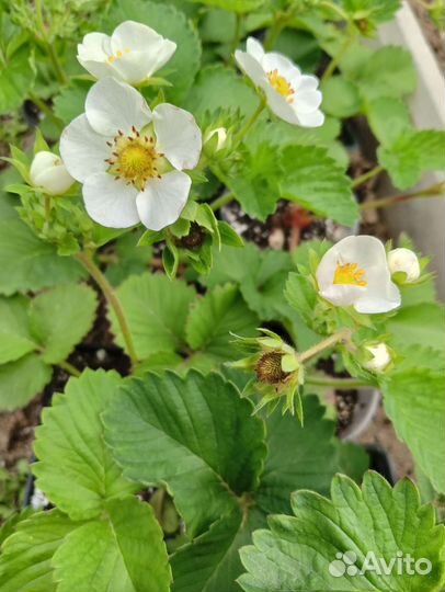 Клубника Купчиха