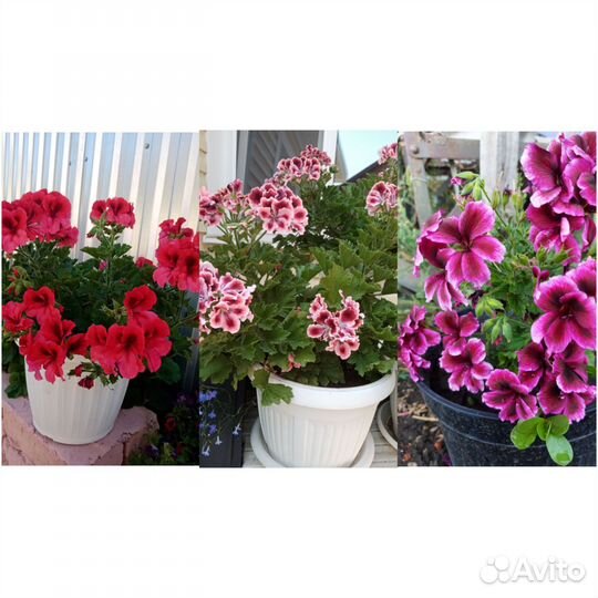 Пеларгония в ассортименте
