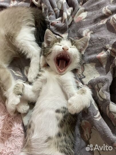 Котятки в добрые ручки