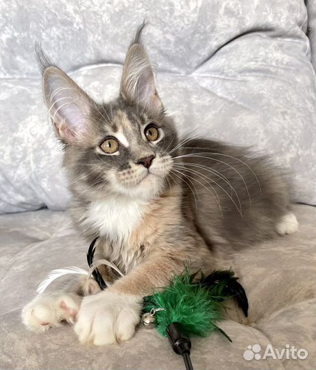 Котята мейн-кун