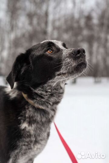 Кареглазый красавец грустит в приюте