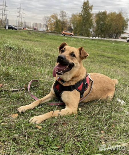 Помогите Жаку стать домашним