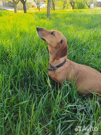 Щенки таксы