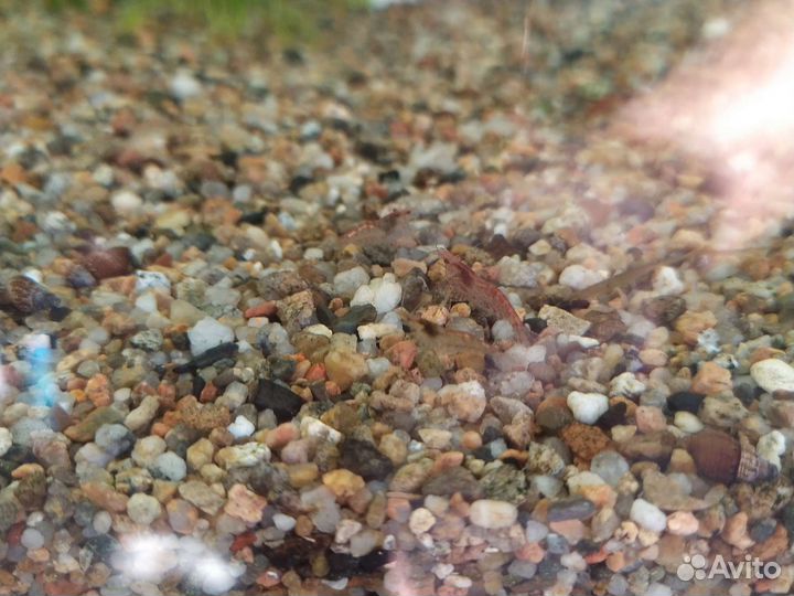 Аквариумные растения