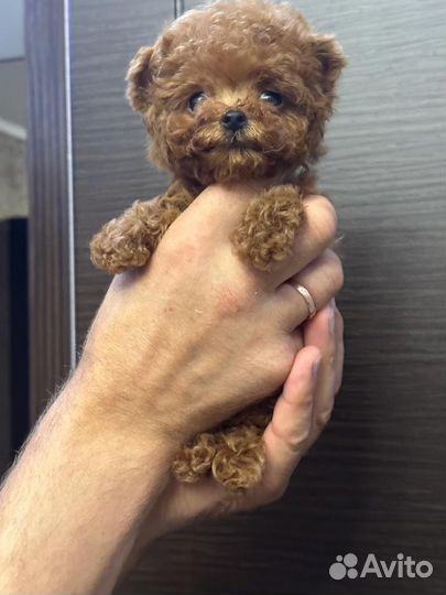 Мальтипу микро teacup teddy poodle girls perfect