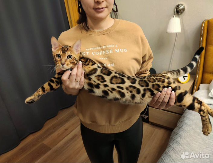 Радость в ваш дом- бенгальские котята