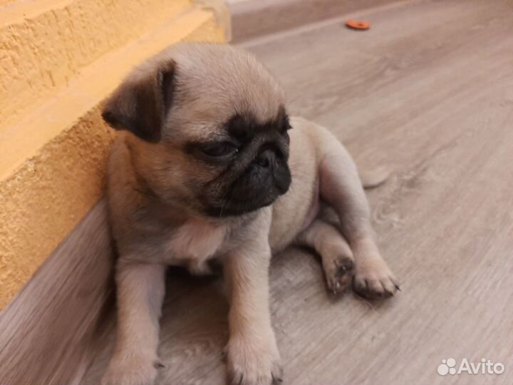 Щенки мопса