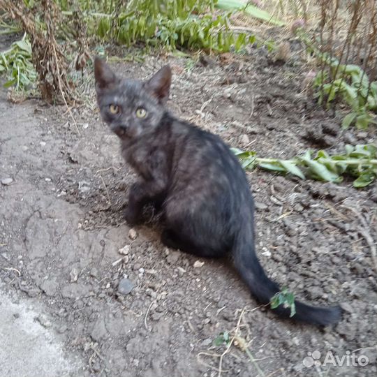 Котенок в добрые руки