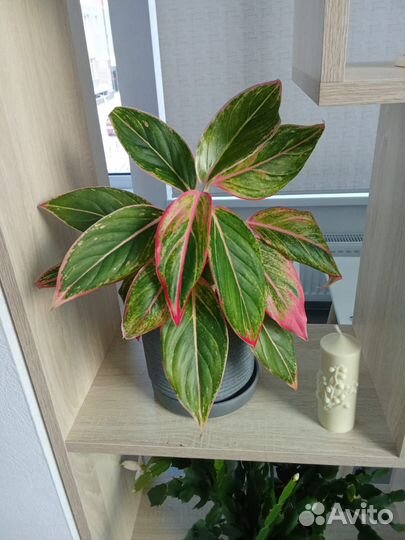 Аглаонема крит барнаул