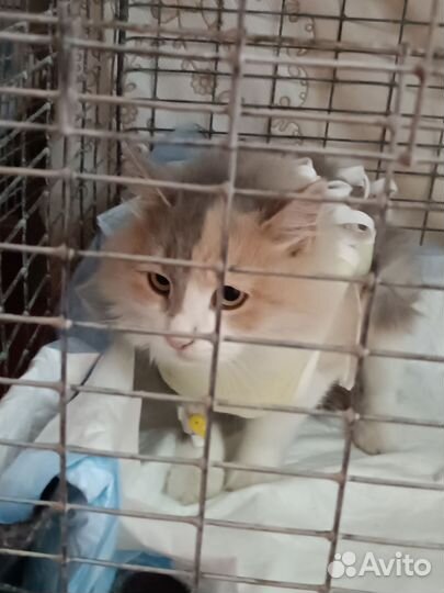 Кошка в добрые руки