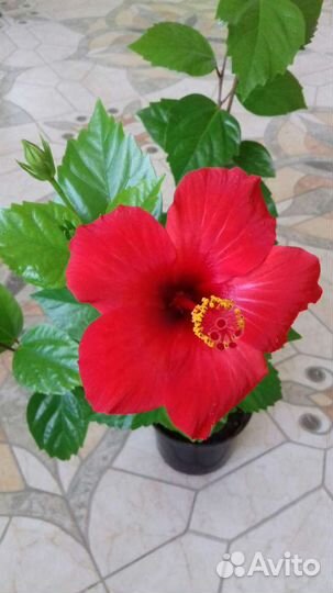 Гибискус комнатный