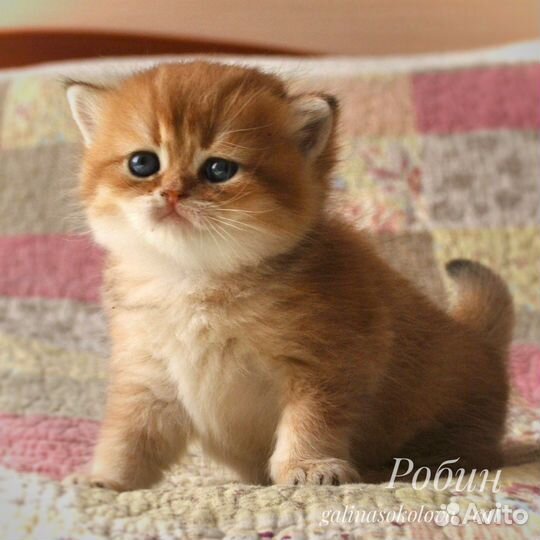 Котята британская золотая шиншилла