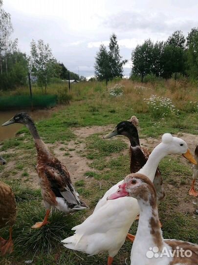 Индийский бегунок