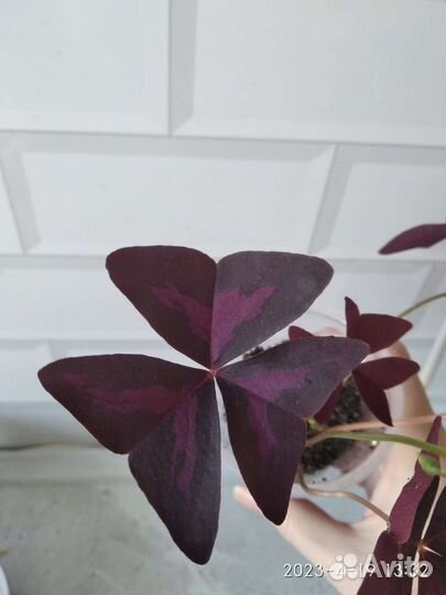 Кислица оксалис