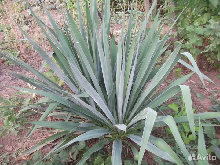 Юкка садовая