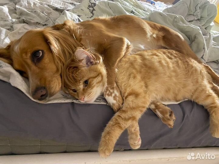 Кот для фотосессии