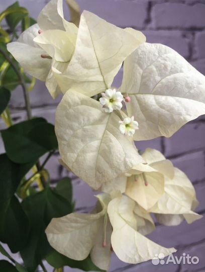 Бугенвиллея